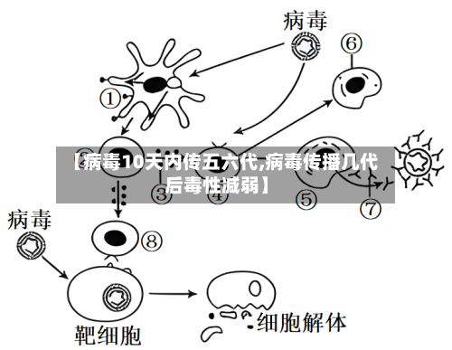 【病毒10天内传五六代,病毒传播几代后毒性减弱】-第2张图片